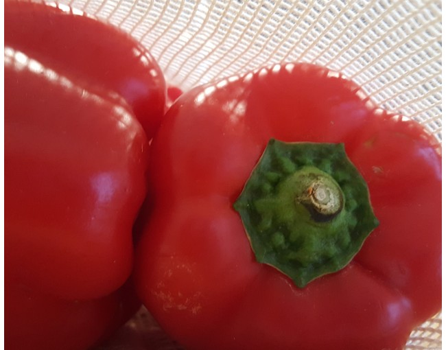 Obst und Gemüsebeutel Baumwolle 3er Set